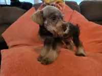 Charlie, a male Miniature Schnauzer for sale in Fruitvale, TX – 1 of 7