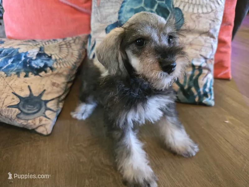 Hugh – Miniature Schnauzer puppy for sale in Fruitvale, TX