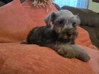 Curtis, a male Miniature Schnauzer for sale in Fruitvale, TX – 6 of 7