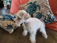 Prissy, a female Miniature Schnauzer for sale in Fruitvale, TX – 4 of 5