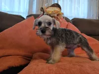 Paula, a female Miniature Schnauzer for sale in Fruitvale, TX – 2 of 9