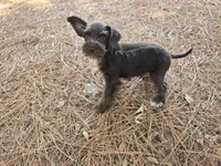 Raskell , a male Miniature Schnauzer for sale in Fruitvale, TX – 3 of 4