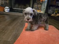 Prissy, a female Miniature Schnauzer for sale in Fruitvale, TX – 7 of 8