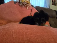 Nancy, a female Yorkipoo for sale in Fruitvale, TX – 5 of 10