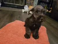 Penelope, a female Miniature Schnauzer for sale in Fruitvale, TX – 5 of 8