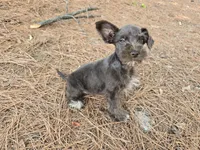 Raskell , a male Miniature Schnauzer for sale in Fruitvale, TX – 2 of 4