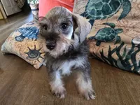 Hugh, a male Miniature Schnauzer for sale in Fruitvale, TX – 6 of 7