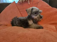 Prissy, a female Miniature Schnauzer for sale in Fruitvale, TX – 2 of 8