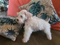 Henry, a male Miniature Schnauzer for sale in Fruitvale, TX – 8 of 8