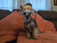 Paula, a female Miniature Schnauzer for sale in Fruitvale, TX – 3 of 9