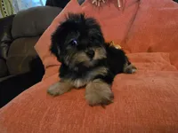 Nancy, a female Yorkipoo for sale in Fruitvale, TX – 2 of 10