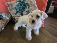 Prissy, a female Miniature Schnauzer for sale in Fruitvale, TX – 5 of 5