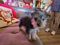 Paul, a male Yorkshire Terrier for sale in Fruitvale, TX – Photo 2 of 5