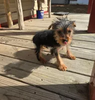 Paul, a male Yorkshire Terrier for sale in Fruitvale, TX – Photo 5 of 5