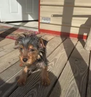 Paul, a male Yorkshire Terrier for sale in Fruitvale, TX – Photo 4 of 5