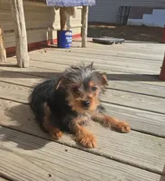 Paul, a male Yorkshire Terrier for sale in Fruitvale, TX – Photo 3 of 5