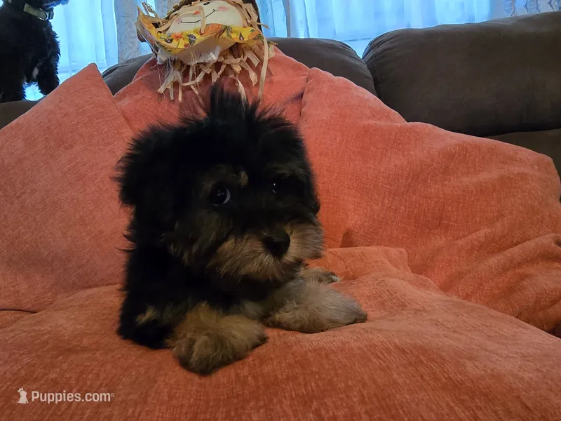 Nancy – Yorkipoo puppy for sale in Fruitvale, TX