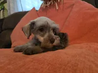 Prissy, a female Miniature Schnauzer for sale in Fruitvale, TX – 5 of 8