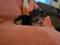 Peter, a male Yorkipoo for sale in Fruitvale, TX – 4 of 10