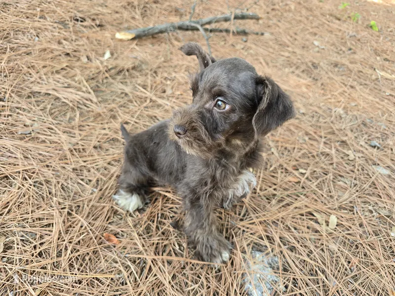 Raskell  – Miniature Schnauzer puppy on hold in Fruitvale, TX