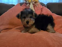 Peter, a male Yorkipoo for sale in Fruitvale, TX – 2 of 10