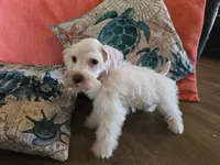 Henry, a male Miniature Schnauzer for sale in Fruitvale, TX – 4 of 8