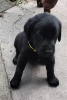 Yellow collar, a male Labrador Retriever for sale in Wesley Chapel, FL – 4 of 7