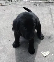 Tan collar, a female Labrador Retriever for sale in Wesley Chapel, FL – 2 of 3