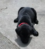 Red collar, a male Labrador Retriever for sale in Wesley Chapel, FL – 6 of 8