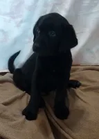 Thor AKC, a male Labrador Retriever for sale in Wesley Chapel, FL – 4 of 8