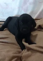 Tank AKC, a male Labrador Retriever for sale in Wesley Chapel, FL – 6 of 9