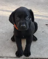 Duke AKC, a male Labrador Retriever for sale in Wesley Chapel, FL – Photo 2 of 6