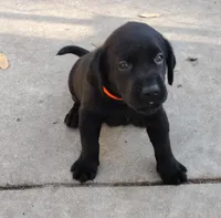 Duke AKC, a male Labrador Retriever for sale in Wesley Chapel, FL – Photo 3 of 6