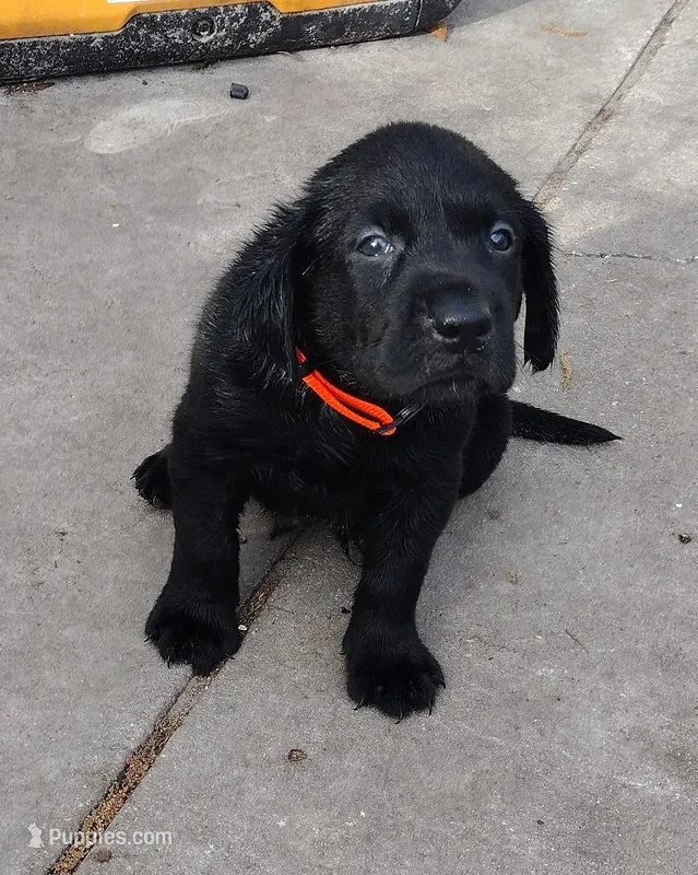 Duke AKC – Labrador Retriever puppy for sale in Wesley Chapel, FL