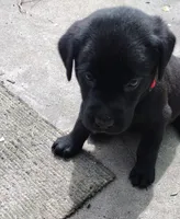 Red collar, a male Labrador Retriever for sale in Wesley Chapel, FL – 3 of 8
