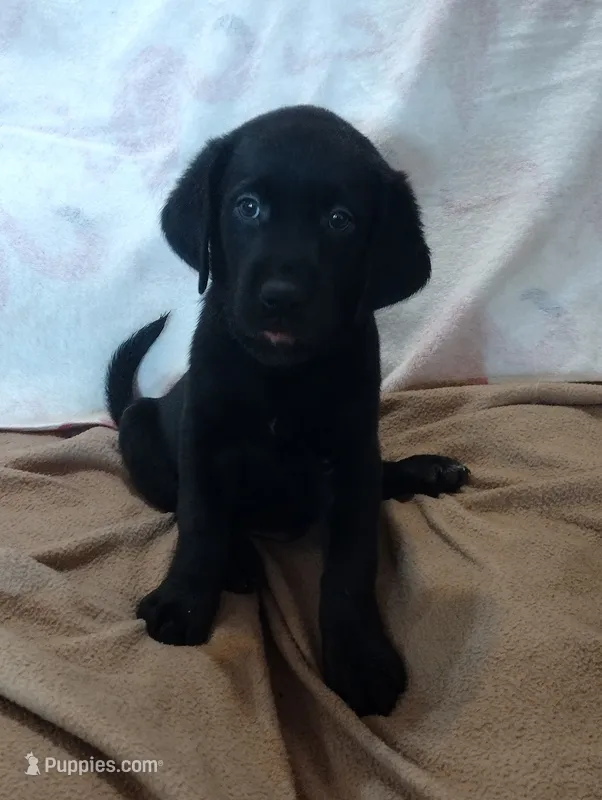 Thor AKC – Labrador Retriever puppy for sale in Wesley Chapel, FL