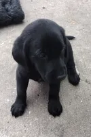 Brutus AKC, a male Labrador Retriever for sale in Wesley Chapel, FL – 3 of 6