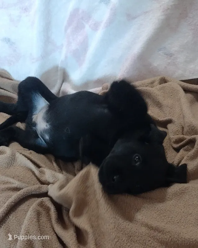 Buster AKC – Labrador Retriever puppy on hold in Wesley Chapel, FL