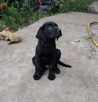 Loki AKC, a male Labrador Retriever for sale in Wesley Chapel, FL – 5 of 9