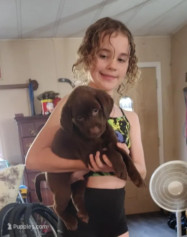 Reese's AKC – Labrador Retriever puppy on hold in Wesley Chapel, FL