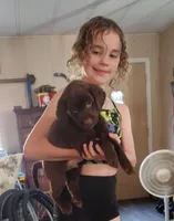 Reese's AKC, a male Labrador Retriever for sale in Wesley Chapel, FL – Photo 1 of 5