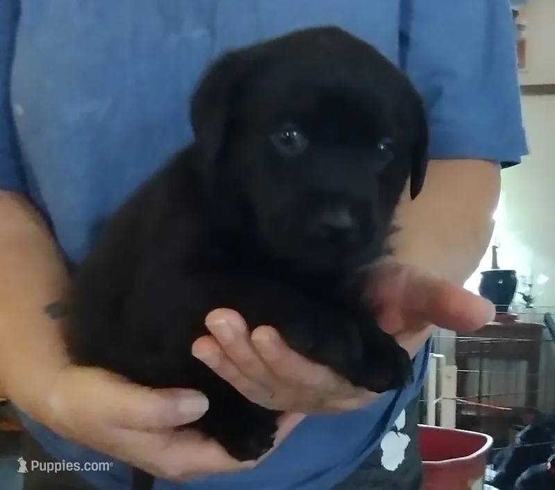 Black collar – Labrador Retriever puppy for sale in Wesley Chapel, FL