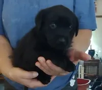 Black collar, a male Labrador Retriever for sale in Wesley Chapel, FL – 1 of 2