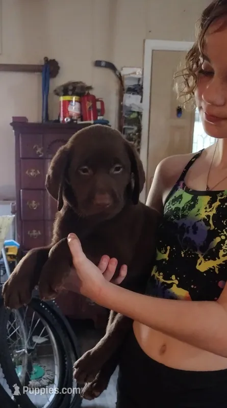 Crunch AKC – Labrador Retriever puppy for sale in Wesley Chapel, FL
