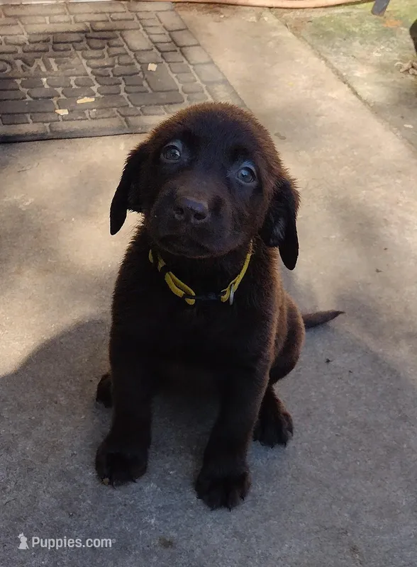 Crunch AKC – Labrador Retriever puppy for sale in Wesley Chapel, FL