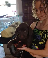 Crunch AKC, a female Labrador Retriever for sale in Wesley Chapel, FL – Photo 2 of 6