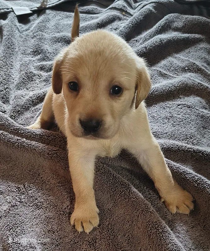 Buck AKC – Labrador Retriever puppy for sale in Wesley Chapel, FL