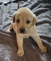 Buck AKC, a male Labrador Retriever for sale in Wesley Chapel, FL – 1 of 5