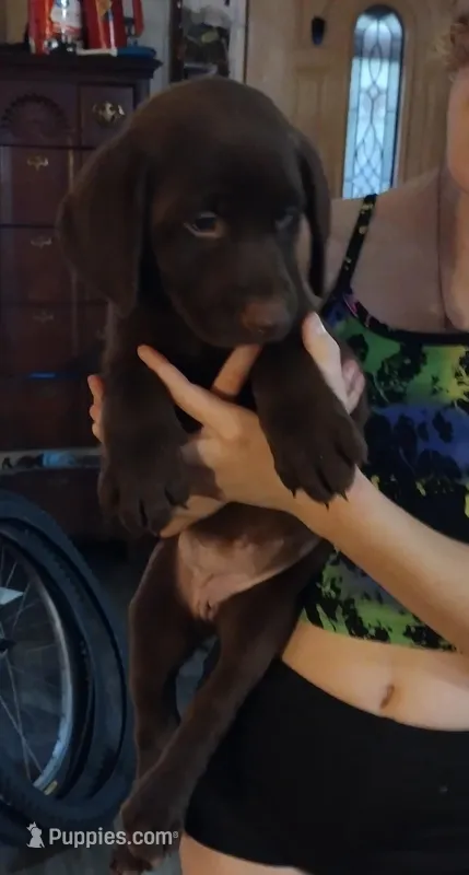 Almond Joy AKC – Labrador Retriever puppy for sale in Wesley Chapel, FL