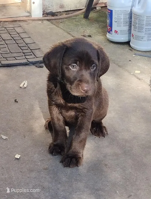 Almond Joy AKC – Labrador Retriever puppy for sale in Wesley Chapel, FL